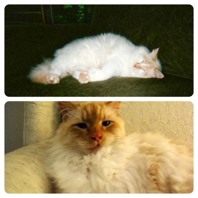 Zeus (above) Nova/Lumpy (below) Image